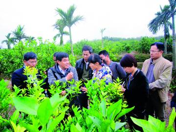 國際黃龍病專家訪瓊獻策柑橘病蟲害防治