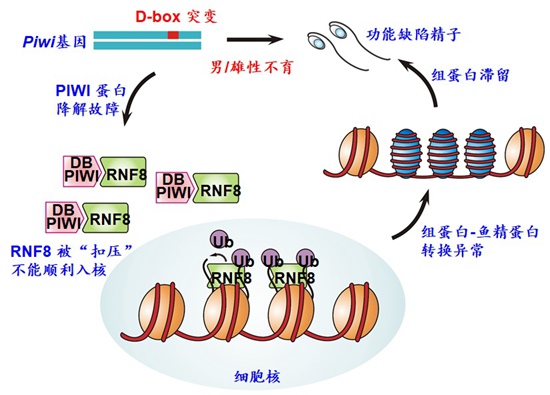 2. 來源于少弱無精癥患者的Piwi基因突變導(dǎo)致男雄性不育.jpg