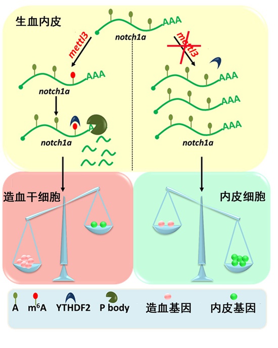 3. notch1a mRNA的m6A修飾水平促進內(nèi)皮-造血細(xì)胞轉(zhuǎn)化.jpg