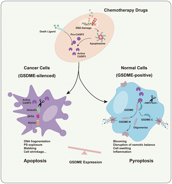 4. GSDME決定化療藥物誘導(dǎo)癌細(xì)胞和正常細(xì)胞分別發(fā)生凋亡和焦亡.jpg