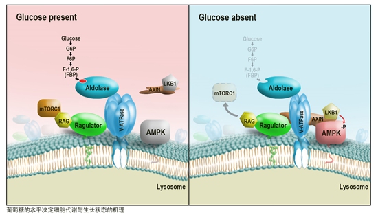 5. 葡萄糖的水平?jīng)Q定細(xì)胞與代謝生長狀態(tài)的機理.jpg