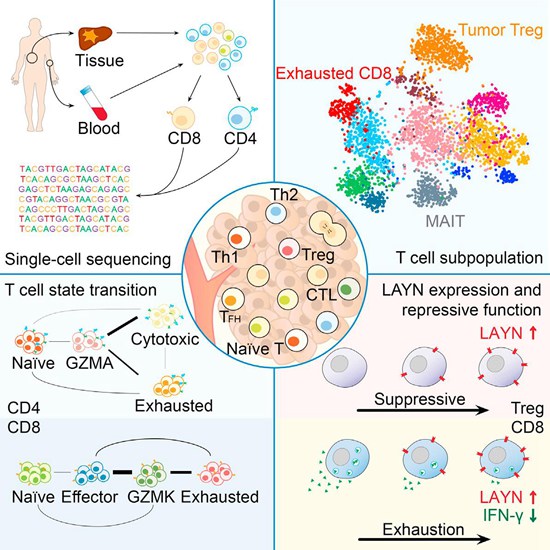 6. 腫瘤浸潤免疫細(xì)胞單細(xì)胞測序研究.jpg