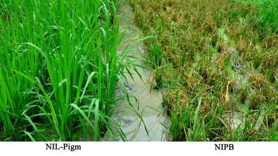 7. 抗病新品種（NIL-Pigm）與對照（NIPB）在自然病圃的發(fā)病比較和功能模型（1）.jpg