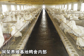 網(wǎng)架養(yǎng)殖基地鴨舍內(nèi)部