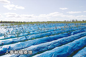 人參種植基地