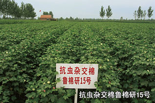 抗蟲(chóng)雜交棉魯棉研15號(hào)