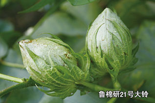 魯棉研21號(hào)大鈴