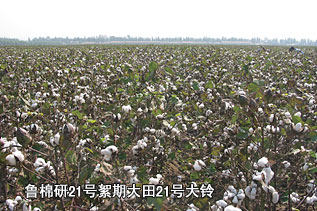 魯棉研21號(hào)絮期大田21號(hào)大鈴