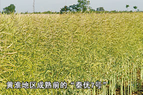 黃淮地區(qū)成熟前的“秦優(yōu)7號(hào)”