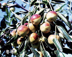 冬棗