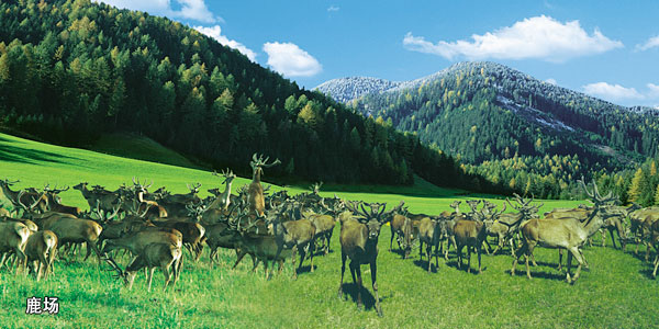 鹿場