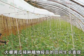 大棚黃瓜接種植物疫苗的田間生長表現(xiàn)