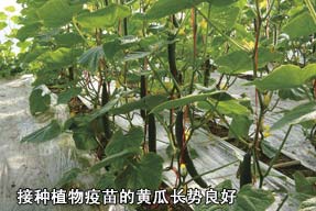 接種植物疫苗的黃瓜長勢良好