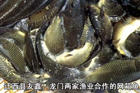 遷西縣友鑫、龍門兩家漁業(yè)合作的網(wǎng)箱魚