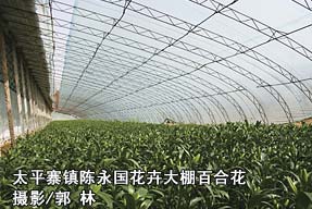 太平寨鎮(zhèn)陳永國花卉大棚百合花