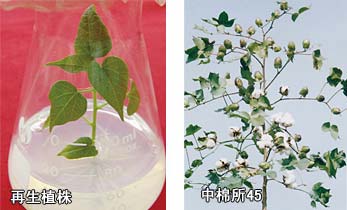 再生植株，中棉所45