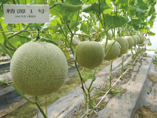 2009年獲得省科技進(jìn)步二等獎的精源號高類黃酮網(wǎng)紋甜瓜新品種（精源一號、二號、三號、四號））