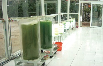 實驗室使用的50升及15升藻類光合生化反應(yīng)器