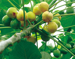 小桐樹結(jié)果不分大小年，只要管理得當(dāng)，年年豐產(chǎn)豐收