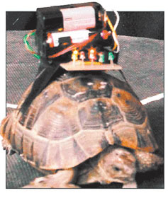 圖3：“海龜特工”