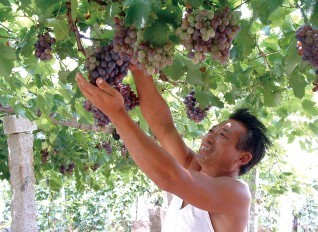 大澤山果農(nóng)喜摘葡萄