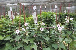 強(qiáng)化甘薯育種